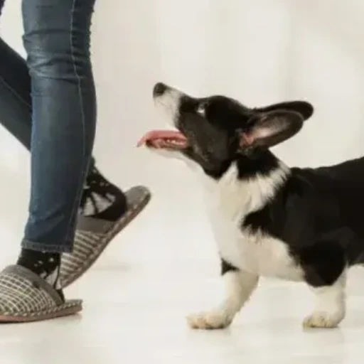 ¿Qué significa cuando su perro lo sigue a todas partes, según la psicología?